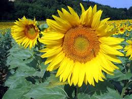 http://t1.gstatic.com/images?q=tbn:YbOFzBoWNfvKkM:http://fbaillot.blog.lemonde.fr/files/2008/07/tournesols_reb.1215461369.jpg