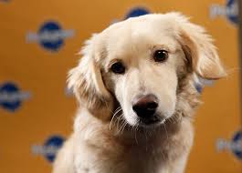 Puppy Bowl VII Starting Line-