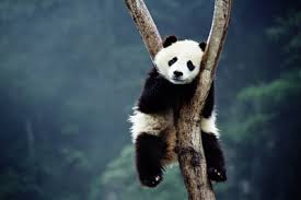الثدييات Panda-sleep-2