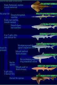 shark species pictures