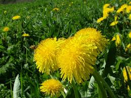 types of yellow flowers