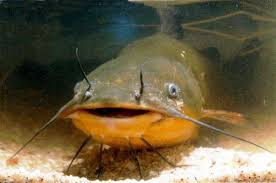 pescegattobh1.jpg&t=1