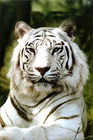 tigger posters