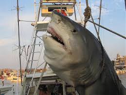 monster shark pictures
