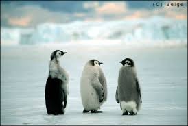 baby penguins