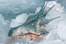 real dragon photo