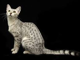 egyptian mau