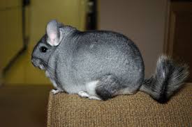 Chinchilla lanigera