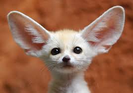 fennec foxes