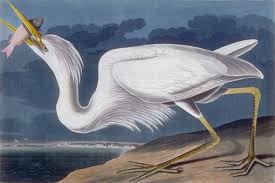 great white heron