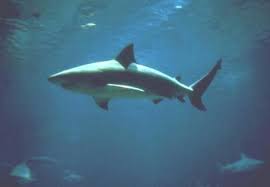 shark