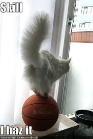 funny cat videos youtube