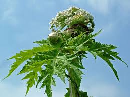 like the Giant Hogweed,