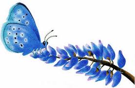 animated gif butterflies