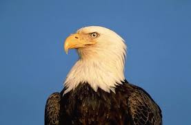 eagle bird of prey