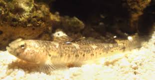 Common Goby Scientific Name: