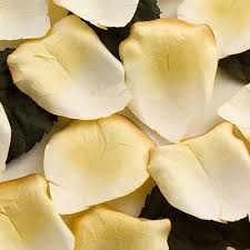yellow rose petals