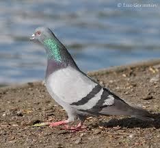 صور للحمام Pigeon-Luc-Germain