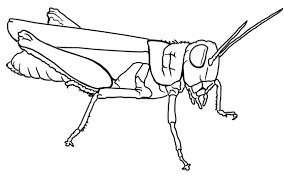 grasshopper coloring pictures