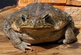 frogs toad pictures