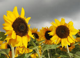 ��� ���� sunflowers