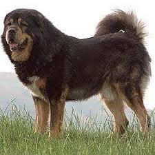 Tibetan Mastiff Breed