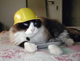 cat-in-hard-hat-729080.jpg