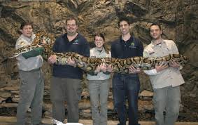 burmese python