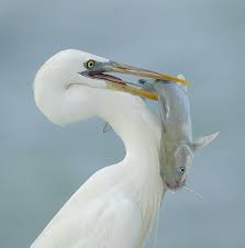 great white heron