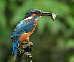 kingfisher
