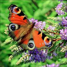 peacock butterflies