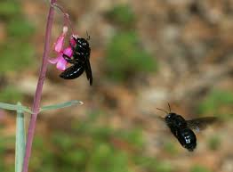 carpenter bees