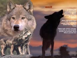 обои волки