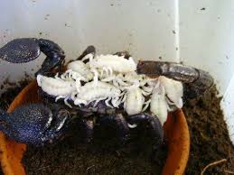 black emperor scorpions
