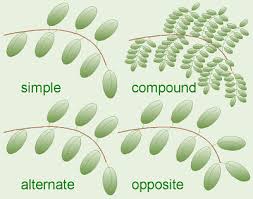 leaf types pictures