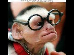 funny animals videos