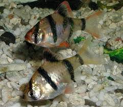 freshwater tropical fish