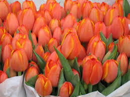 tulips