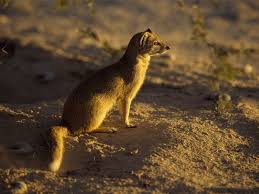 mongoose