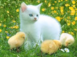 KEDİLERİN FORUM SİTESİ OLURSA