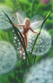 real fairy photos