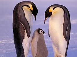 baby penguins