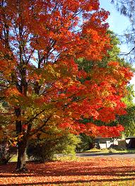 sugar maple tree photos