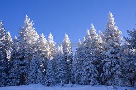 pine trees snow
