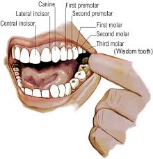 pictures tooth crown
