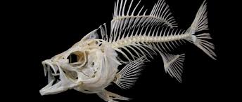 fish skeleton tattoos