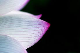 lotus flower petals