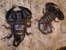 scorpion species