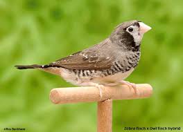 http://t1.gstatic.com/images?q=tbn:_trhrBpUDjgKGM:http://www.efinch.com/birdpix3/zowl_hybrid.jpg