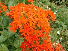 maltese cross flower